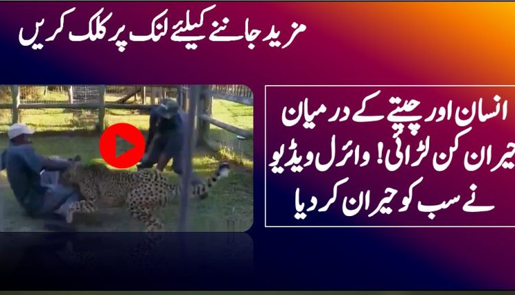 انسان اور چیتے کے درمیان حیران کن لڑائی