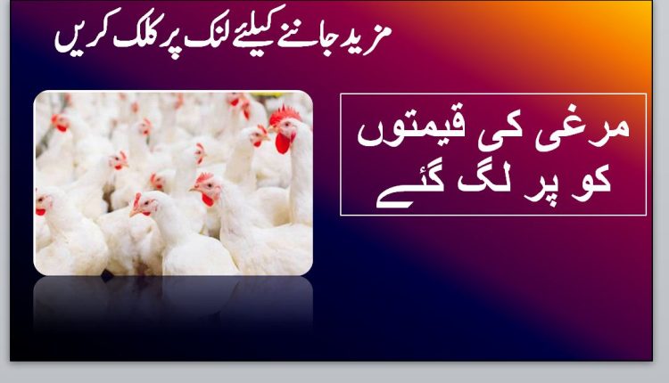 مرغی کی قیمتوں کو پر لگ گئے