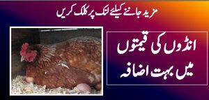 انڈوں کی قیمتوں میں بہت اضافہ