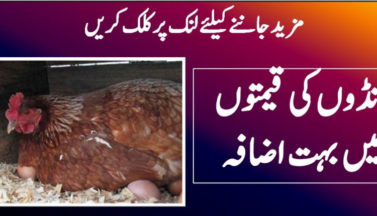 انڈوں کی قیمتوں میں بہت اضافہ